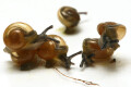 Tanychlamys amboinensis Benteng, Selayar, Indonesia, juvenil